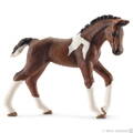 hříbě koně trakehnerského